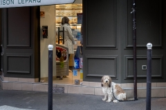 A Patient Dog on the rue de Lourmel