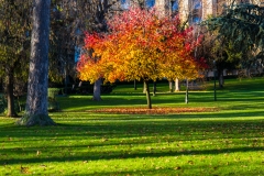 palais-de-chaillot-autumn-tree_11392218664_o