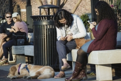 Why Dogs Hate Smartphones III