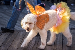 15464165730_39baf5aa03_k