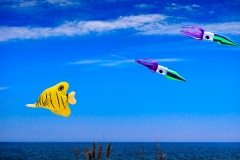 17088743617_afefcd4ae2_k