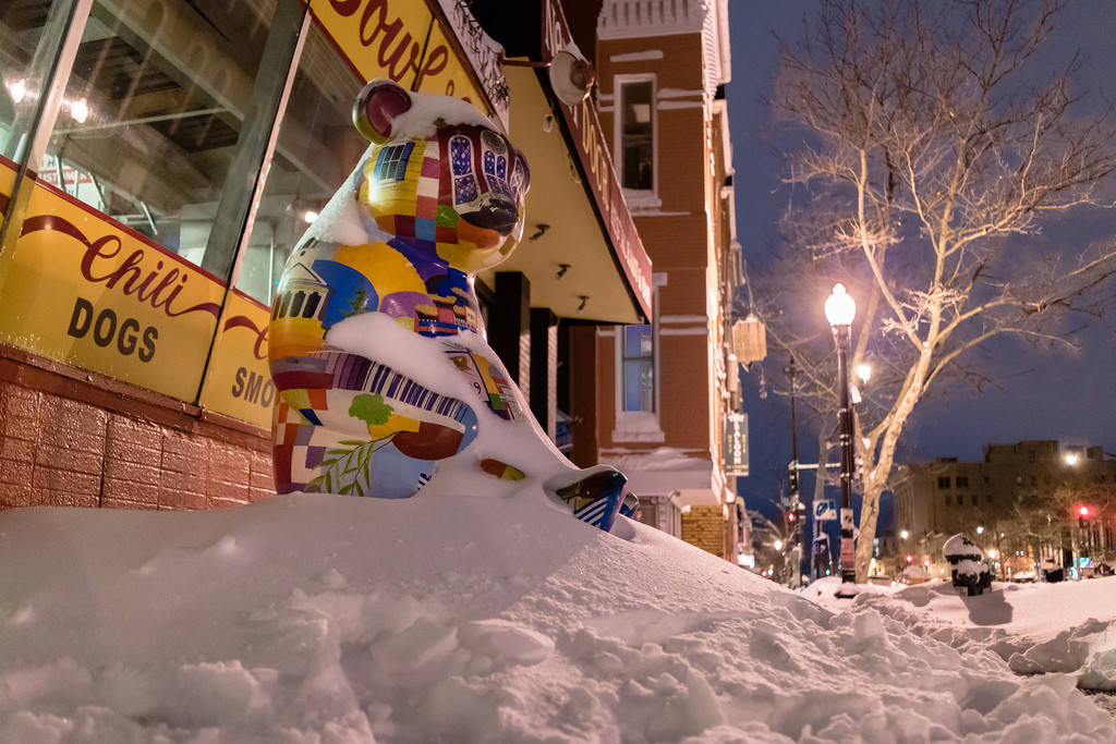 Ben39s-Panda-on-Snow-Pile