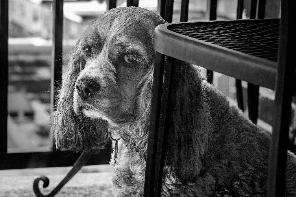 Stella-on-the-Balcony.jpg